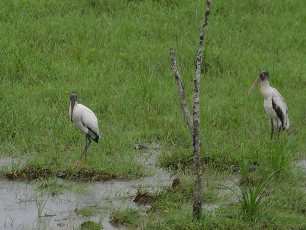 <h3><a href="/trips/costa-rica/biota/animalia/chordata/aves/014 ciconiiformes/001 ciconiidae/mycteria americana/mycteria americana-nl.html">Mycteria&nbsp;americana</a> / Wood&nbsp;stork / Kaalkopooievaar</h3>OM-1 Mark II met M.300mm F4.0 + MC-14, 1/640 sec  bij F5.6, ISO 320